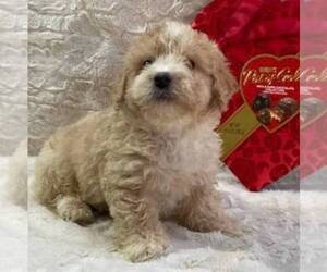 Miniature Bernedoodle Puppy for sale in DRY RUN, PA, USA