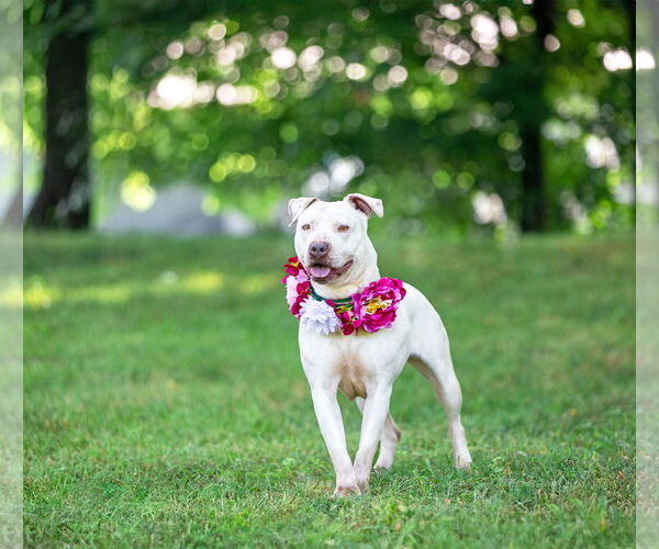 Medium Photo #6 Mutt Puppy For Sale in Unionville, PA, USA