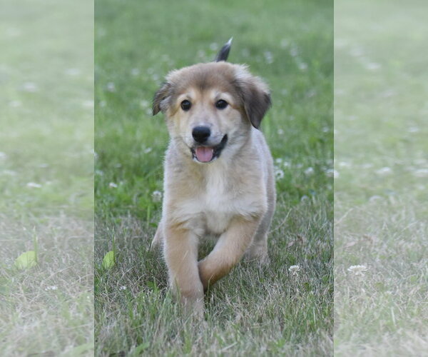 Medium Photo #4 Golden Retriever-Unknown Mix Puppy For Sale in Mechanicsburg, PA, USA