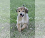 Small #3 Golden Retriever Mix