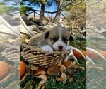 Brownie - Male Pembroke Welsh Corgi Puppy for Sale - Photo #3