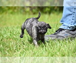 Small #4 Pug