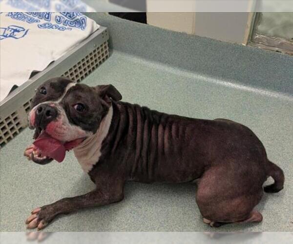 Medium Photo #1 American Pit Bull Terrier-Unknown Mix Puppy For Sale in Plano, TX, USA