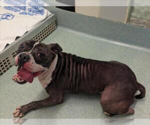American Pit Bull Terrier-Unknown Mix Dogs for adoption in Plano, TX, USA