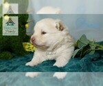 Small Photo #4 Pomeranian-Pomsky Mix Puppy For Sale in RAMSEY, MN, USA