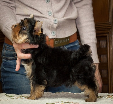 Medium Photo #4 Yorkshire Terrier Puppy For Sale in CULLOWHEE, NC, USA