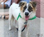 Small #6 Border Collie-English Springer Spaniel Mix
