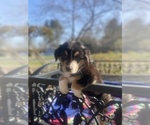 Small Photo #56 Australian Shepherd Puppy For Sale in FARMVILLE, VA, USA