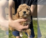 Puppy Puppy 3 Cavapoo (Miniature)