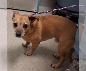 Chihuahua-Unknown Mix Dogs for adoption in Las Vegas, NV, USA