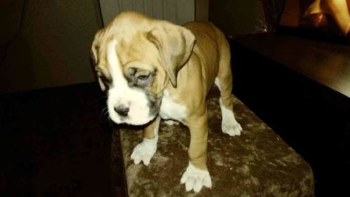Medium Photo #12 Boxer Puppy For Sale in KENNEWICK, WA, USA