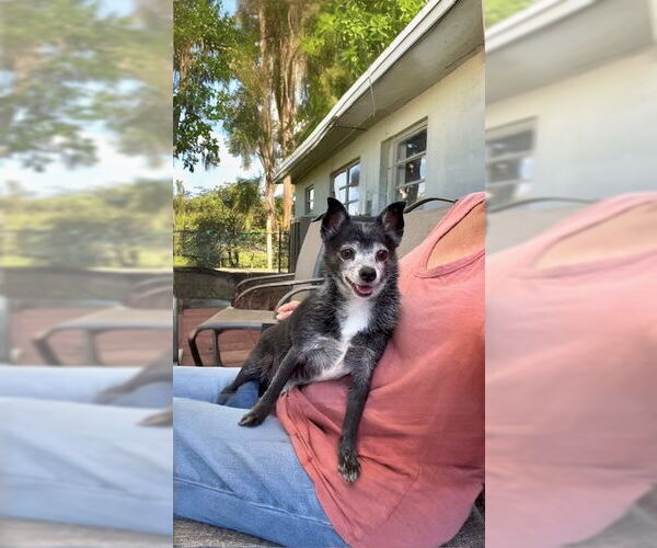 Medium Photo #8 Maltese Puppy For Sale in Weston, FL, USA