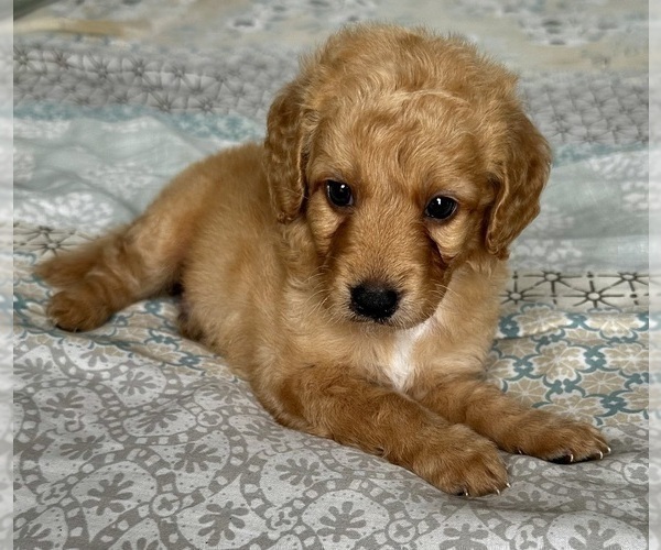 Medium Photo #2 Goldendoodle (Miniature) Puppy For Sale in PENSACOLA, FL, USA