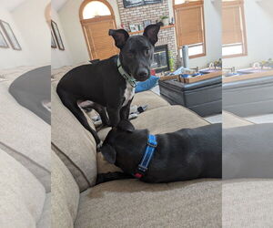 Borador Dogs for adoption in Plainfield, IL, USA