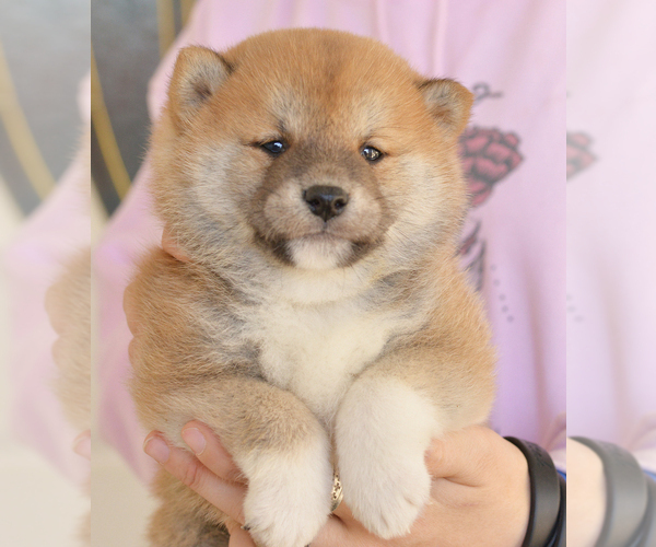 Medium Photo #2 Shiba Inu Puppy For Sale in Neosho, MO, USA