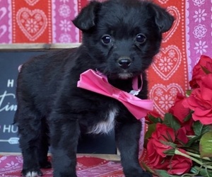Cocker Spaniel-Schipperke Mix Puppy for sale in LANCASTER, PA, USA