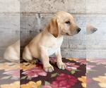 Small #9 Labrador Retriever