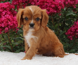 Cavalier King Charles Spaniel Puppy for sale in MANHEIM, PA, USA
