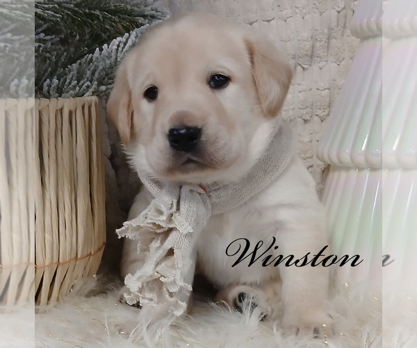 Medium Photo #5 Labrador Retriever Puppy For Sale in APPLE CREEK, OH, USA