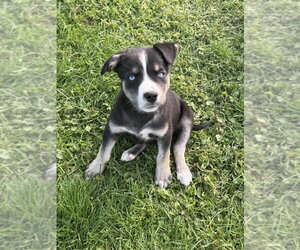 Siberian Husky-Unknown Mix Dogs for adoption in Springdale, PA, USA