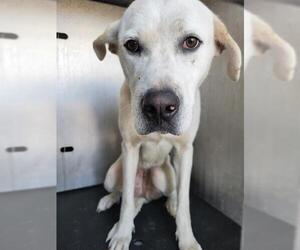 Labrador Retriever Dogs for adoption in San Antonio, TX, USA