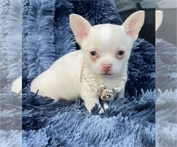 Medium Photo #2 Chihuahua Puppy For Sale in NAPLES, FL, USA