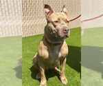 Small #1 American Pit Bull Terrier