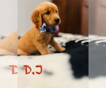Puppy DJ Golden Irish