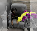 Small #2 Doberman Pinscher Mix