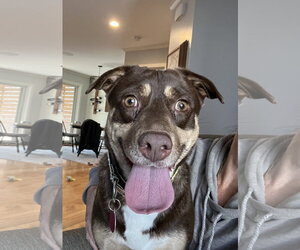 Labrador Retriever-Unknown Mix Dogs for adoption in St. Louis Park, MN, USA