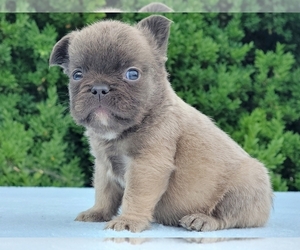 French Bulldog Puppy for sale in BOSTON, MA, USA
