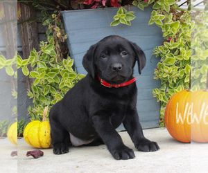 Labrador Retriever Puppy for sale in GORDONVILLE, PA, USA