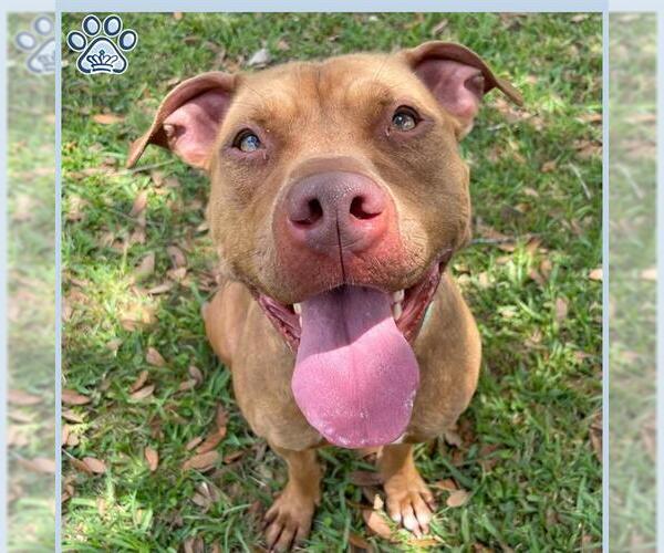 Medium Photo #2 Staffordshire Bull Terrier Puppy For Sale in Sugar Land, TX, USA