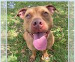 Small #1 Staffordshire Bull Terrier
