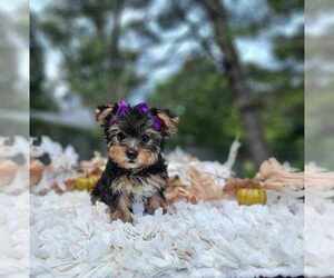 Yorkshire Terrier Puppy for sale in INDIANAPOLIS, IN, USA