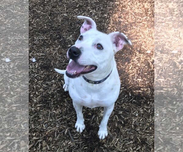 Medium Photo #9 American Pit Bull Terrier-Unknown Mix Puppy For Sale in Rockaway, NJ, USA