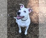 Small #8 American Pit Bull Terrier Mix