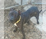 Small #4 American Pit Bull Terrier Mix