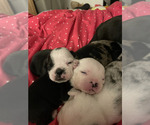 Small Photo #4 French Bulldog Puppy For Sale in CUDAHY, WI, USA