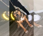 Small Photo #1 American Bully Puppy For Sale in GREENVILLE, NC, USA