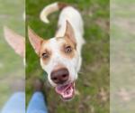 Small #1 Labrador Retriever Mix