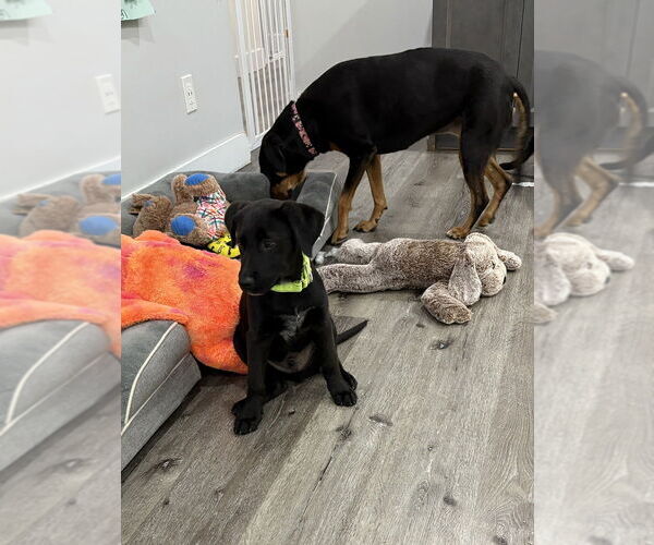 Medium Photo #5 Labrador Retriever-Unknown Mix Puppy For Sale in Brewster, NY, USA