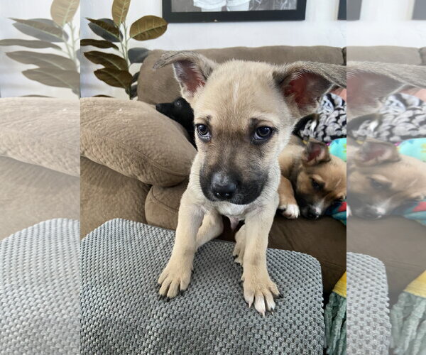 Medium Photo #5 Mutt Puppy For Sale in Sandy, UT, USA