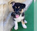 Small #3 Labrador Retriever Mix