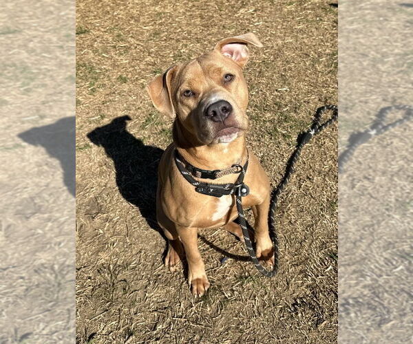 Medium Photo #6 Mutt Puppy For Sale in Evansville, IN, USA