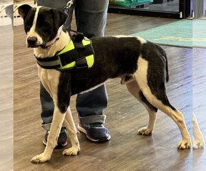 Bubbie - Male Mutt Dog for Adoption - Photo #9