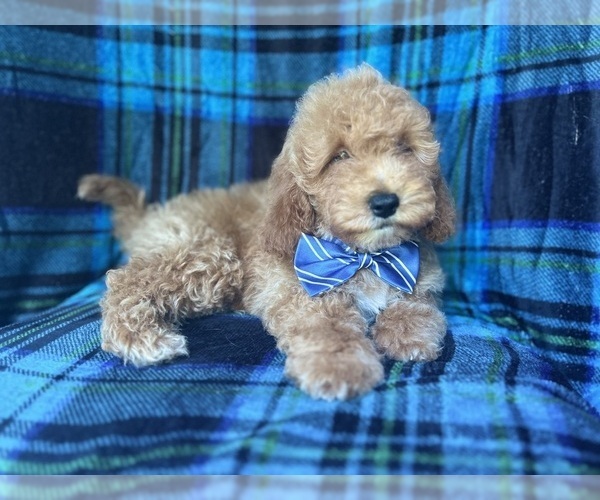 Medium Photo #3 Cock-A-Poo Puppy For Sale in LAKELAND, FL, USA