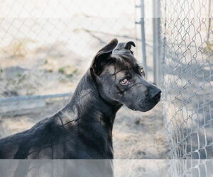 American Pit Bull Terrier Dogs for adoption in Longview, WA, USA