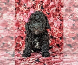 Cavachon-Poodle (Miniature) Mix Puppy for sale in CHRISTIANA, PA, USA