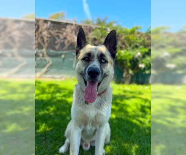 Medium Photo #1 Gerberian Shepsky Puppy For Sale in Ventura, CA, USA